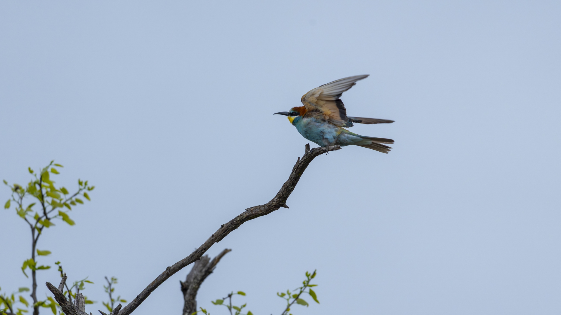 Kruger25 2025 11 06 07 35 38 ILCE 1M2 2501